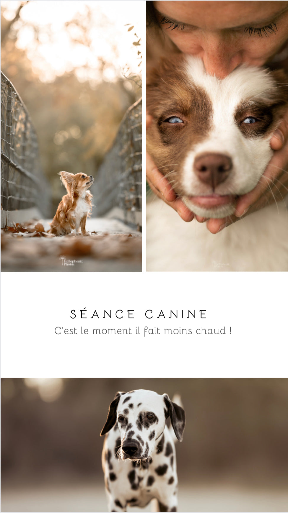 z. Offrir une Carte cadeau Séance animaux