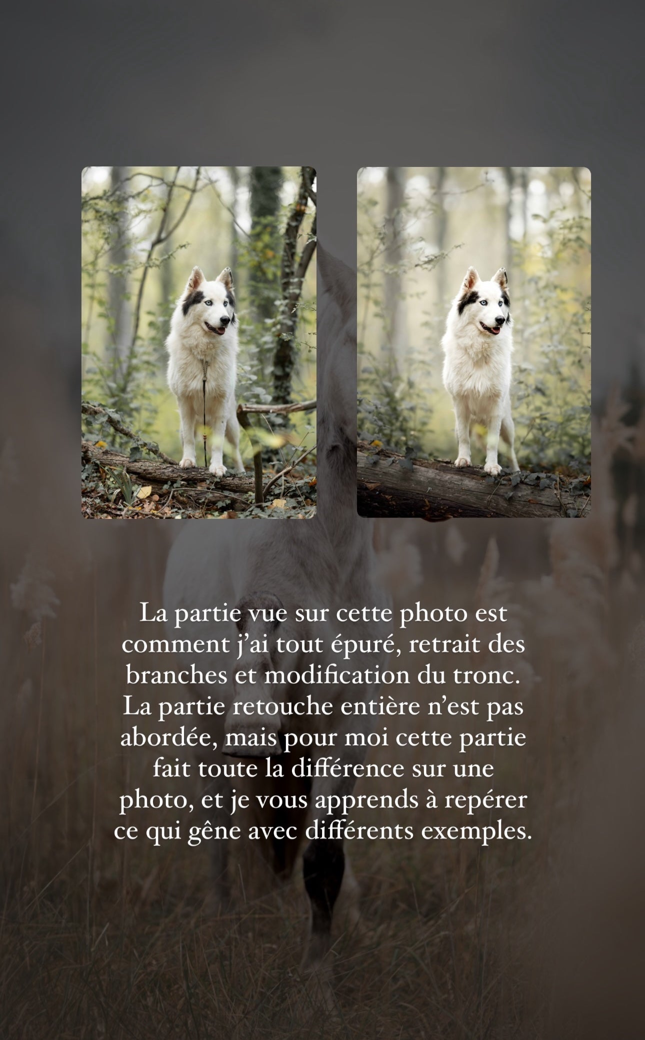 Formation Épurer une photo sur Photoshop