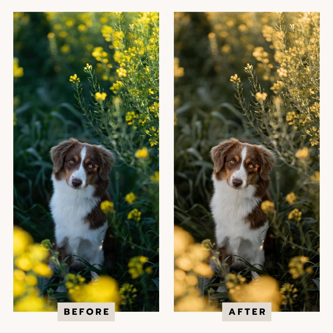 PRESETS Printemps Pack 18 PRESETS Lightroom PC/Mobile