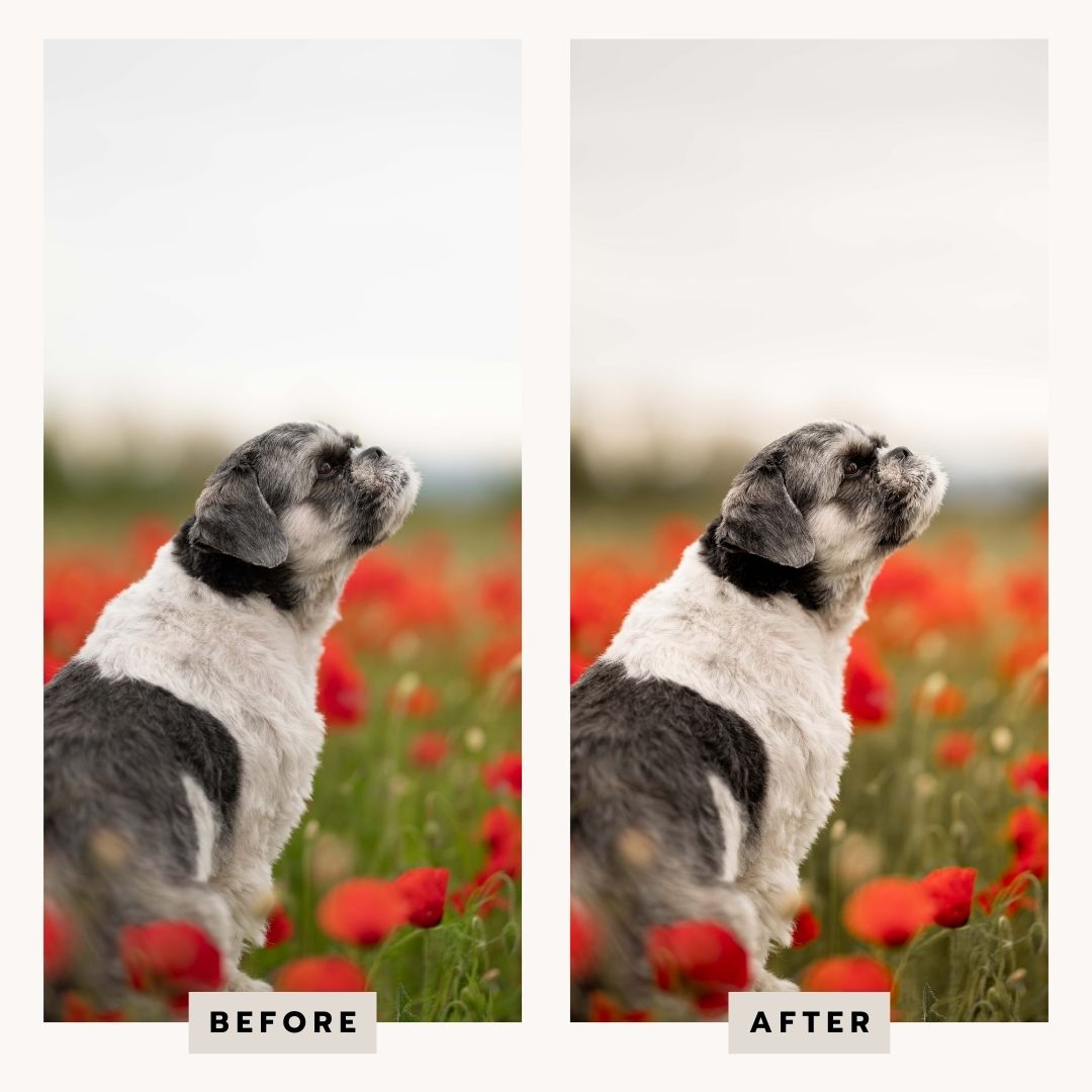 PRESETS Printemps Pack 18 PRESETS Lightroom PC/Mobile